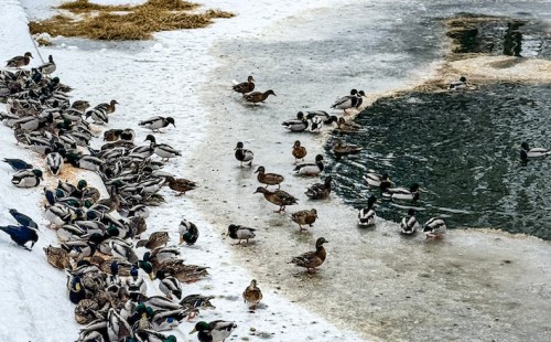 Jak wspierać ptaki zimą? | Giżycko dokarmia