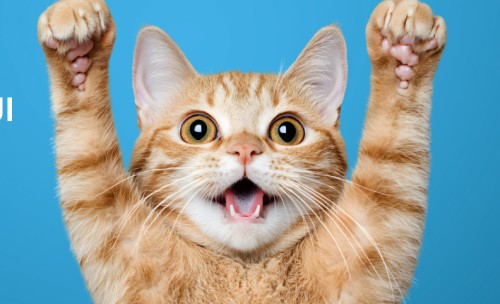 Sterylizacja i kastracja kotów wolno żyjących | Refundacja